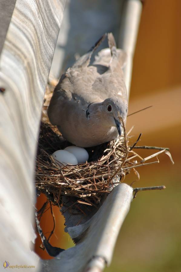 Nom de l'image : D2182964_1_(c)Norbert-JUNG — Description :